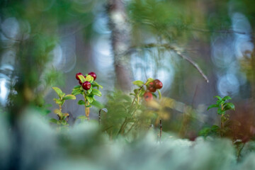 Vaccinium vitis-idaea or Lingonberry and Cowberry