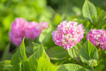 紫陽花　アジサイ　ピンクの花