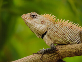 Garden lizard on a tree.