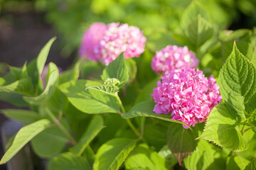 紫陽花　アジサイ　ピンクの花