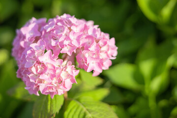 紫陽花　アジサイ　ピンクの花