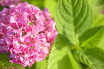 紫陽花　アジサイ　ピンクの花