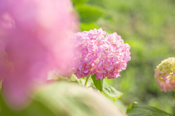 紫陽花　アジサイ　ピンクの花