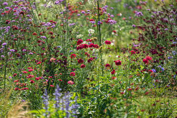 Fototapeta premium flowers on the urban park
