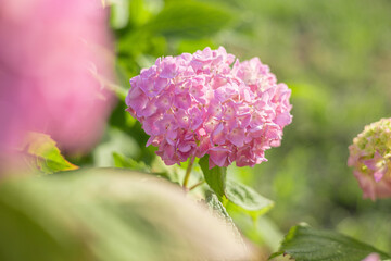 紫陽花　アジサイ　ピンクの花