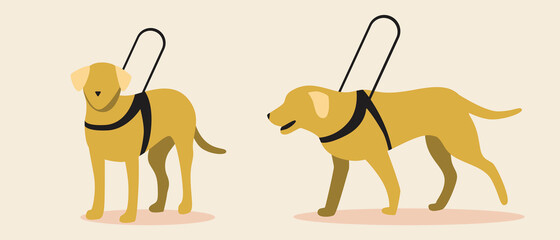 Guide dog isolated, flat vector stock illustration with set or collection of yellow labrador dogs as blind assistant or companion