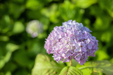 紫陽花　アジサイ　赤　紫　青