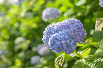 紫陽花　アジサイ　赤　紫　青