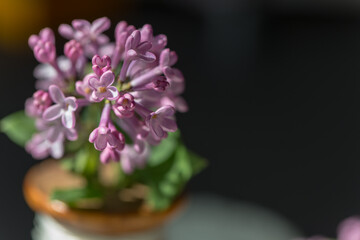 lilac blossoms up close on a dark background photographed under ambient (sun) light - high key - macro lens, bokeh effect