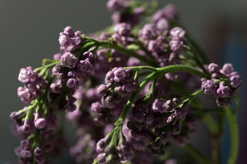 lilac bud-flowers with moody grey background - photographed with a macro lens - bokeh effect