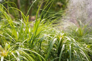 Many potted plants at plants shop in green house