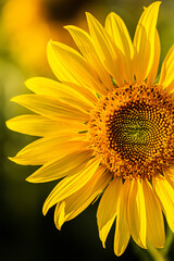 Girassol - Sunflower 