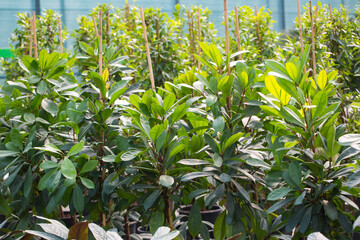 Many potted plants at plants shop in green house