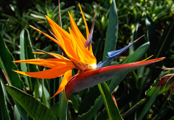 Birds of Paradise