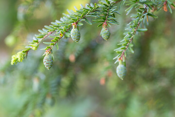 Balsam tree with new growth and pinecones