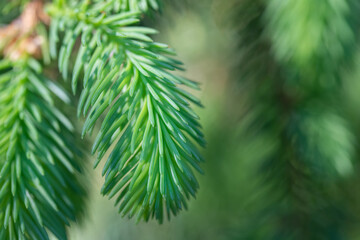 Close up of new growth of spruce tree needles