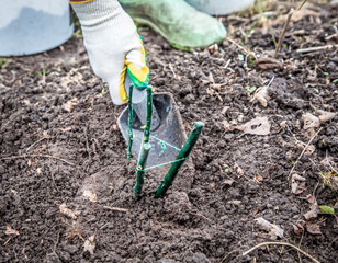 Planting a rose seedling in the open ground. Gardening works.