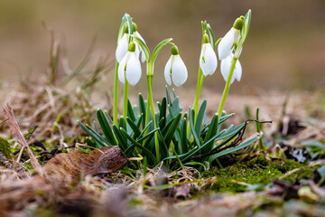 spring snowdrops 