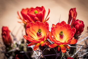 Obraz na płótnie Canvas red cactus flowers blooming