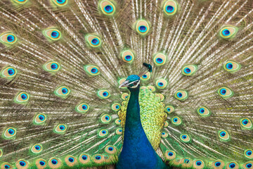 Fototapeta premium Male Peacock displaying feathers
