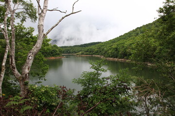 Fototapeta na wymiar 志賀高原の夏。琵琶池