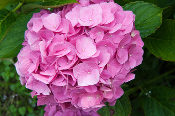Obraz premium Beautiful pink hydrangea blooming. Summertime in Asturias