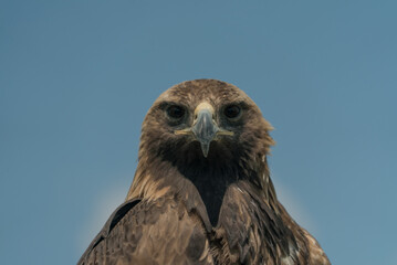 eagle bird close up in nature