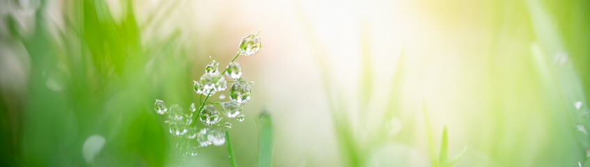 Nature of rain drops with green leaf in garden at summer. Natural green leaves plants using as...