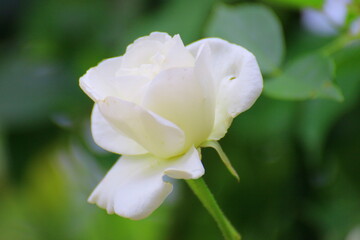 Obraz na płótnie Canvas white and pink flower