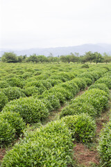 Fototapeta na wymiar Tea plantation in Azerbaijan in Spring time