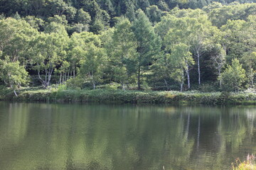 Fototapeta premium 志賀高原の夏。木戸池。 