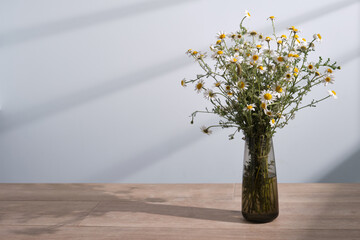 Bouquet of white chamomile daisy flowers in a glass vase, on light blue background. Between bright and dark illumination.