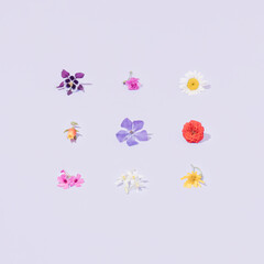 Fototapeta na wymiar Variant colorful spring or summer flowers. Pastel purple background. Minimal creative nature pattern.