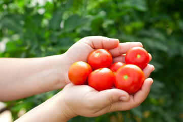 Tomatoes harvest in woman's hand