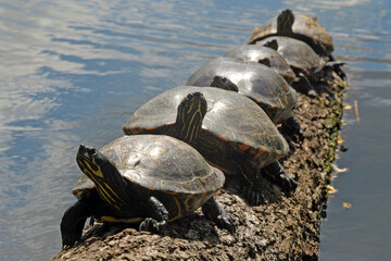 wasserschildkröten