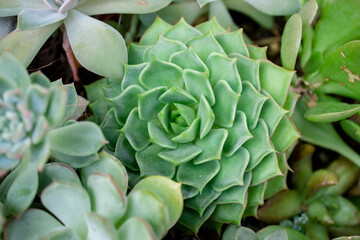 Succulent flourishing in a greenhouse garden