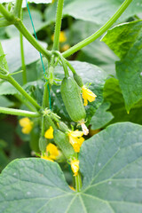 Obraz premium Cucumber