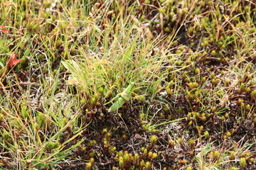 志賀高原の夏。バッタ
