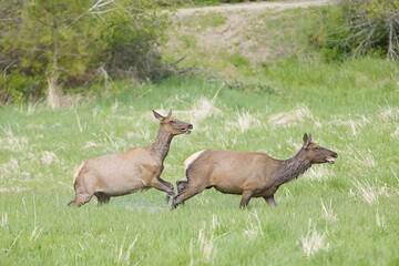 Two elk running in a grassy field.