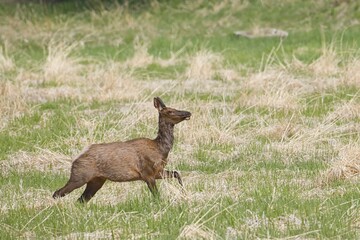 Young elk in a field.