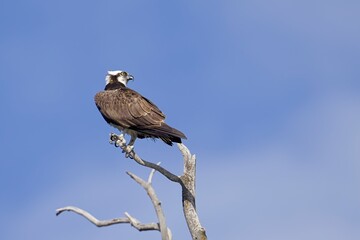 Osprey looks back the other way.