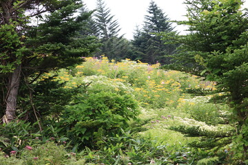 Fototapeta na wymiar 志賀高原の夏。高原に咲く花。夏のスキー場は広大なお花畑になる。 
