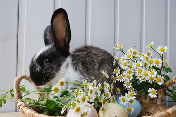 Tricolor bunny white gray and black sits in a basket with easter eggs and daisies. Easter concept