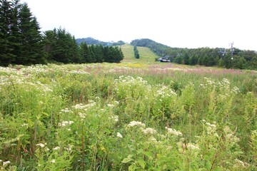 志賀高原の夏。高原に咲く花。夏のスキー場は広大なお花畑になる。
