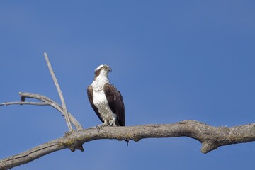 Osprey perched on a large branch.