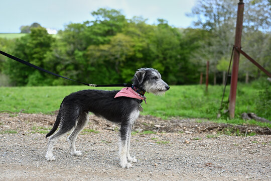 cute lurcher photo, beautiful cute dogs