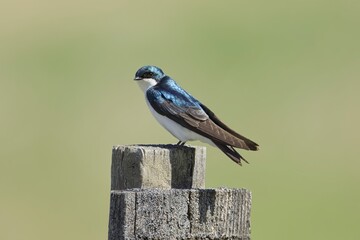 Side view of a tree swallow.