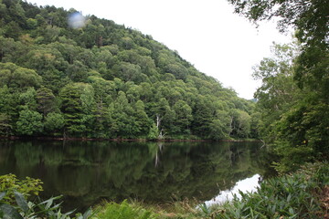 Fototapeta premium 志賀高原の夏 長池 