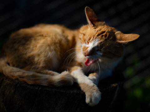 Ginger cat yawns and shows tongue