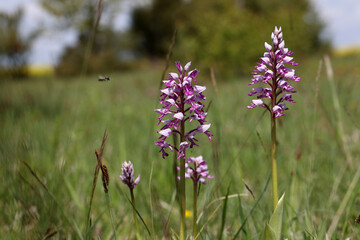 Orchis Militaris - Purple orchid on a Meadow. Rare, endangered species.